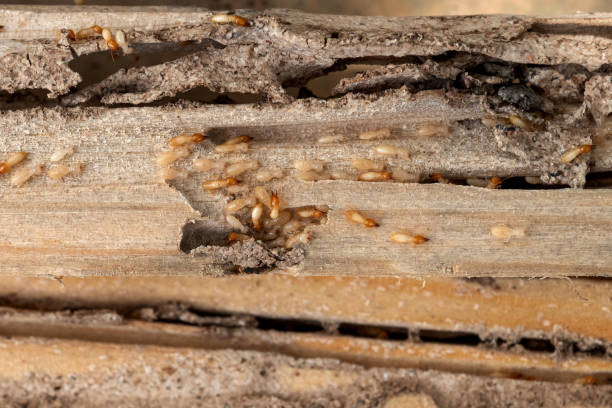 Best Wasp Removal Services  in Iowa Park, TX