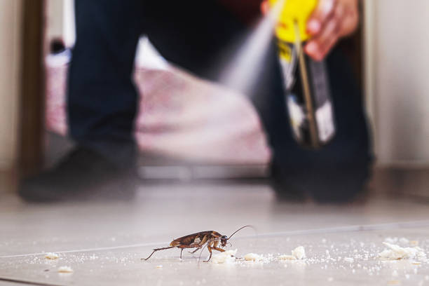 Best Best Pest Control Companies  in Iowa Park, TX
