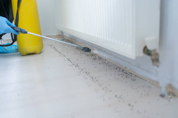 Best Termite Control Services  in Iowa Park, TX