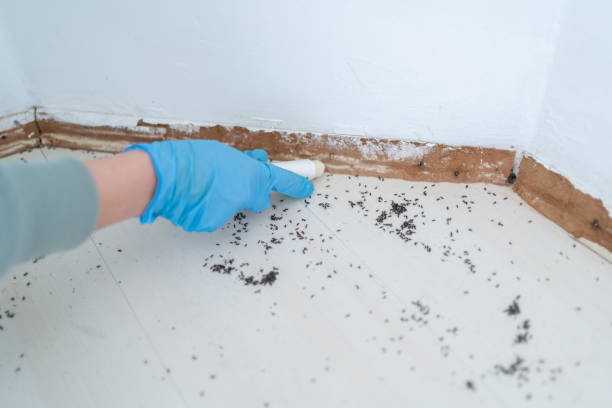 Best Bed Bug Extermination  in Iowa Park, TX