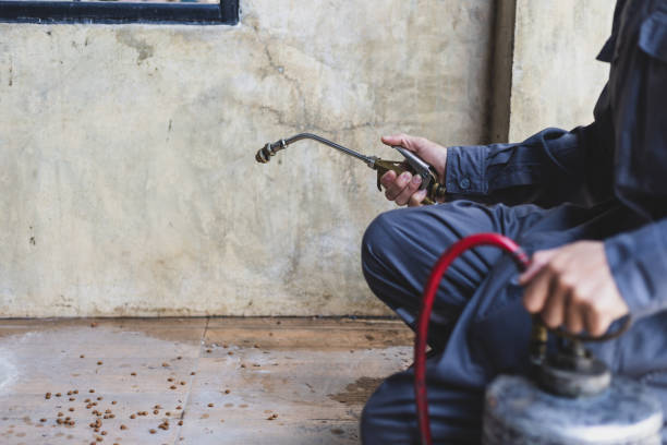Best Affordable Pest Control Services  in Iowa Park, TX