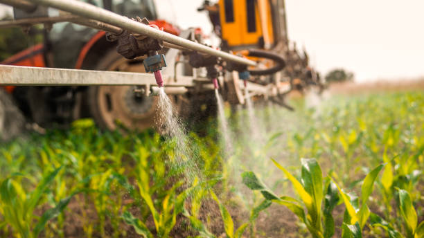 Best Pest Prevention Services  in Iowa Park, TX